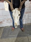 Wild 8 Point Whitetail Deer Antler Rack Horn Skull European Mount Cabin 148 Tall