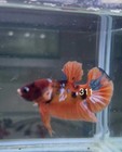 Betta Nemo Koi Male Multi Live Fish Usa High Quality  311