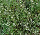 1000 common Thyme Seeds True Winter Thyme Perennial Kitchen Garden Herb Usa