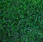 Midnight Kentucky Bluegrass 80 000 Seeds - Usa Seller Free Shipping 