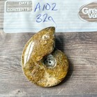 Polished Sutured Ammonite Fossil Whole