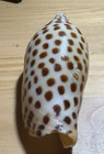 Scaphella Junonia Shell 4 71    119 6mm 