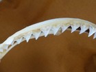 Sj30-115  14-1 2  Bull Shark Jaw Sharks Jaws T  th Carcharhinus Leucas Taxidermy