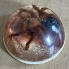 Retro 80s Office Decor Desktop Tarantula Taxidermy In Resin Western Desert Motif