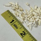 Lot Of 50 Assorted Small Coyote Teeth Real Cleaned Taxidermy Weird Odd Goth 3852