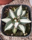 Sale Rare Cacti Agave Titanota Fo076 White Mediopicta Random Boutique Decor