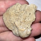 Fossil Crinoid Parisocrinus 1 3 Inches  Mississippian Indiana Pre Dinosaur Era 