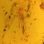 Lizard Remains In Burmese   Burmite Amber Fossil   100  Genuine Amber 