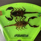 Afghanistan Real Scorpion Isaf Military Souvenir Paperweight Acrylic