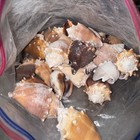 Large Sea Shells Huge Lot Various Sizes And Shells From South Florida