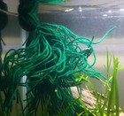 Spawning Mop - Floating Or Weightless Or Sinking - For Breeding Spawning Fish