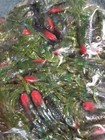 4  Minnow Soft Scented Baby Bass Fry Lot Of 25 Pcs F3