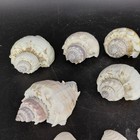 Seashell Lot Assorted Whelk Spiral Shells Craft Supply Beach Decor White 12 Oz