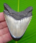 3 40    Megalodon Shark Tooth Real Fossil Sharks Teeth No Restoration