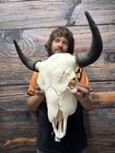 Real Male Buffalo American Bison Bull Skull Western Man Cave Unique Cabin Decor