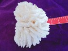Lacey White Ruffled Lettuce Coral Saltwater Reef Specimens Mineral Shell