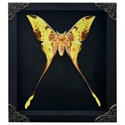 Large Comet Moth Framed - Real Argema Mittrei Taxidermy - Unique Gift For Mom