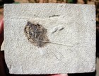 Two  three  Unprepared Fossil Fish  with Bonus Poop   From 18  Layer