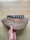 2120g Ice Age Mammal Jaw Tooth Specimen Pleistocene