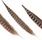20pcs Male Pheasant Feather Natural Ringneck Tails Feathers 8-10inch 20-25cm For