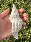 Florida Fossil Gastropod Terebraspira Scalarina 5 41    Pliocene Age Shell