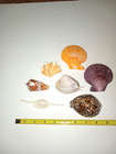 Seashell Collection Set Of 7