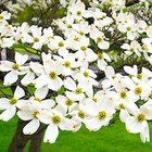 White American Flowering Dogwood Tree Seeds  cornus Florida  Fall Color  Hardy-5