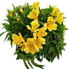 Alstroemeria Inca Rio 2 Potted Plants Rooted In Quart Pots  Easy To Grow