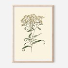 Set Of 6 Vintage Botanical Art Prints A4 Antique Floral Flower Illustrations   