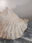 Pink Queen Conch Shell Extra Large Natural Beach Seashell Nautical Ocean Decor
