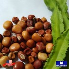 Bean Seeds Winged Non-gmo Heirloom Garden