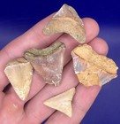 Lot Of 5 California Great White Shark Tooth Fossils Shark Teeth Lot