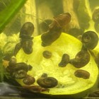      18 Ramshorn Snails  15 3 Bonus  Live Freshwater Algae Clean-up Crew Aquarium