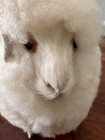 German Wooly Ram Long Horn Sheep Folk Art Figurine Real Wool