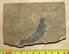 Nice Quality Carboniferous Age Palaeonisciformes Fish -gyrolepidotus Schmidti 