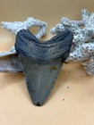3 98    Megalodon Tooth  Prehistoric Shark Fossil  Hand Recovered