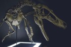 Velociraptor Skeleton  Dinosaur  Fossil  1 1 Scale  Original Size  Unpainted