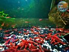 20  2  Fire Red  Cherry - Freshwater Neocaridina Aquarium Shrimp  Live Guarantee