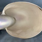 Pearlized Nautilus Seashell Polished Nautilus  1 Shell Approx  6  Inches   read