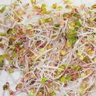 Garden Trio Sprouting Mix Seeds For Sprouting Microgreens   cool Beans N Sprouts