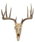 Nice 10 Point Whitetail Deer Euro Mount Taxidermy   138 5   Ships Free 