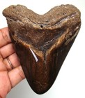Megalodon Shark Tooth - 3 99  - Real Fossil Shark Teeth - No Restorations