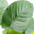 Broad Leaf Anubias Barteri Mother Pot Live Aquatic Plants Background Freshwater