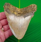 4 32  Megalodon Shark Tooth  Real Fossil North Carolina  Usa - No Restoration