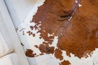 Real Cowhide Rug Brindle Tricolor White Belly - Size 6x7-8   