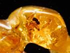 Beetle With Ten Termite Fossils In Larger  Polished Fossil Amber Colombia 31 0gr