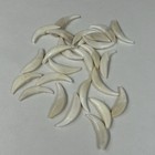 Lot Of 25 Cracked Coyote Fangs Teeth Goth Odd Craft Real Taxidermy Cleaned  2039