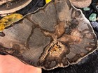 Polished Petrified Wood Oak Conroe  Texas Beaumont Fm  Tertiary 10 25   x7    Fossil