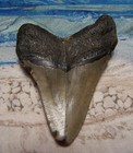 Megalodon Shark Tooth 3 3 8  Sharks Teeth Large Jaw Classic Fossil Real Serrated