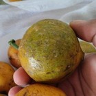 Garcinia Aff Macrophylla De Acre Fruit Ultra Rare Live Plant